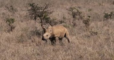 Beyaz Gergedan, ceratotherium simum, bir ağaç, Nairobi Park Kenya, gerçek zamanlı 4 k üzerinde tırmalamak buzağı