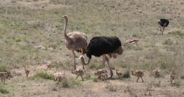 Ostrichs, struthio camelus, erkek, kadın ve Savannah, Kenya, gerçek zamanlı 4 k Nairobi milli parkta yürürken Chicks