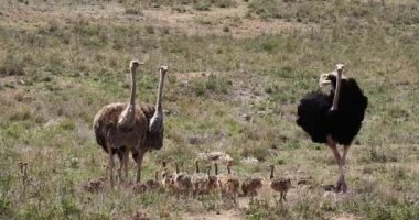 Devekuşları, struthio camelus, erkek, dişi ve Savannah, Kenya, gerçek zamanlı 4 k Nairobi milli parkta yürürken Chicks