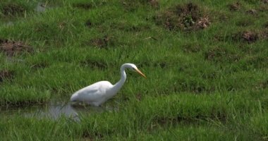 Büyük beyaz ak balıkçıl, egretta alba, bataklık, Nairobi Park Kenya, gerçek zamanlı 4k yetişkin Balık tutma