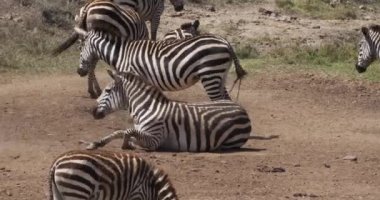 Bayağı Zebra, equus burchelli, su, Masai Mara Park Kenya, gerçek zamanlı girme Yetişkin