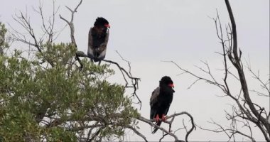 Bateleur Kartal, terathopius ecaudatus, ağaç, Masai Mara Park Kenya, gerçek zamanlı 4 k üstüne tünemiş çifti