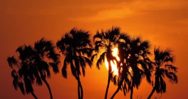 Savannah, Masai Mara Park Kenya, gerçek zamanlı 4k on Sunset