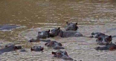 Su aygırı, su aygırı amphibius, nehir, Kenya, gerçek zamanlı Masai Mara parkında duran 4 k grup