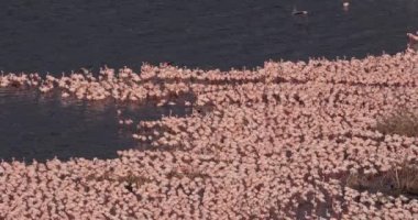 Küçük flamingolar, phoenicopterus minor, Kenya, gerçek zamanlı 4k Bogoria Gölündeki koloni