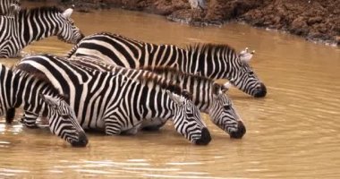 Bayağı Zebra, equus burchelli, su, Masai Mara Park Kenya, gerçek zamanlı girme Yetişkin