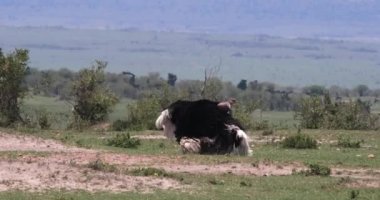 Ostrichs, Struthio camelus, erkek ve dişi çiftleşme, Masai Mara Park Kenya, gerçek zamanlı 4k