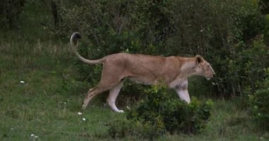 Afrika aslanı, savana ile yürüyüş erkek