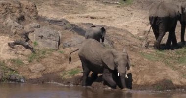 Afrika filleri, loxodonta africana, Masai Mara Park Kenya, gerçek zamanlı 4k