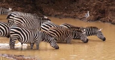 Bayağı Zebra, equus burchelli, su, Masai Mara Park Kenya, gerçek zamanlı girme Yetişkin