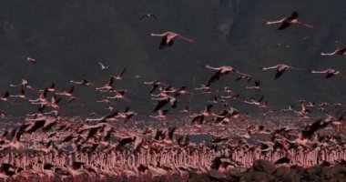 Uçuşta, su, Kenya, yavaş hareket 4 k görüntüleri Bogoria Gölündeki koloni kalktıktan küçük flamingolar, phoenicopterus minor, Grup