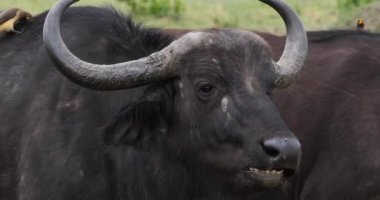 Afrika Buffalos, syncerus caffer, portre, kim, Masai Mara Park Kenya, gerçek zamanlı 4 k ruminates Yetişkin