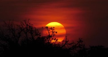 Savannah, Masai Mara Park Kenya, zaman atlamalı 4k on Sunset