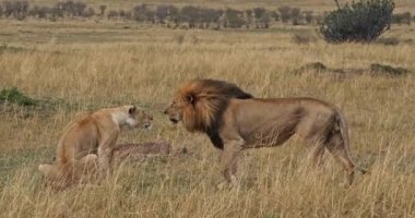 Afrika aslanı, savana ile yürüyüş erkek