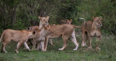 Afrika aslanı, savana ile yürüyüş erkek