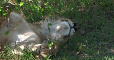 Afrika aslanı, savana ile yürüyüş erkek