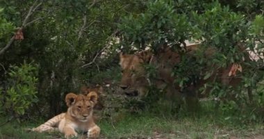 Afrika aslanı, savana ile yürüyüş erkek