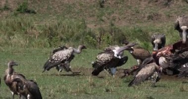 Afrikalı beyaz akbabalar, yedeklenen gyps africanus, Ruppell'ın akbabalar, gyps rueppelli, karkas, Masai Mara Park Kenya, gerçek zamanlı 4 k görüntüleri üzerinde yemek grubu