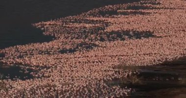 Küçük flamingolar, phoenicopterus minor, Kenya, gerçek zamanlı 4k Bogoria Gölündeki koloni
