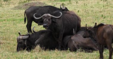 Afrika Buffalos, syncerus caffer, dinlenme, Masai Mara Park Kenya, gerçek zamanlı 4 k grup