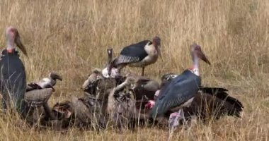Afrikalı beyaz akbabalar, yedeklenen gyps africanus, Ruppell'ın akbabalar, gyps rueppelli, karkas, Masai Mara Park Kenya, gerçek zamanlı 4 k görüntüleri üzerinde yemek grubu