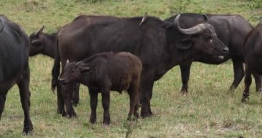 Afrika Buffalos, syncerus caffer, anne ve yavrusu, Masai Mara Park Kenya, gerçek zamanlı 4k