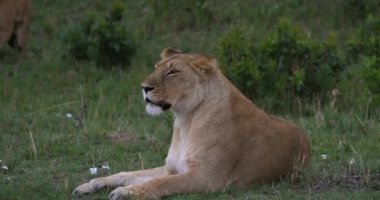 Afrika aslanı, savana ile yürüyüş erkek