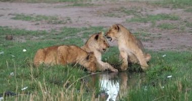 Afrika aslanı, savana ile yürüyüş erkek