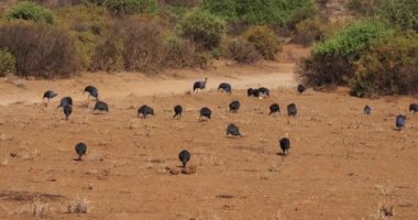 Vulturine Guineafowls, acryllium vulturinum, Park Samburu, Kenya, gerçek zamanlı 4 k grup