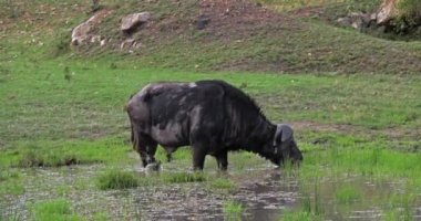 Afrika Buffalo, syncerus caffer, bataklık, Masai Mara Park Kenya, gerçek zamanlı 4 k besleme erkek