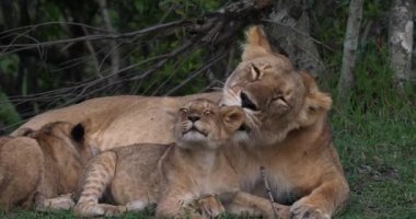 Afrika aslanı, savana ile yürüyüş erkek