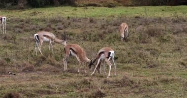 Grant'ın ceylan, gazella granti, dövüş, Nairobi Park Kenya, gerçek zamanlı 4 k erkek
