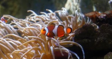 Ocellaris Anemone, gerçek zamanlı 4 k ayakta Clowfish, amphiprion ocellaris,