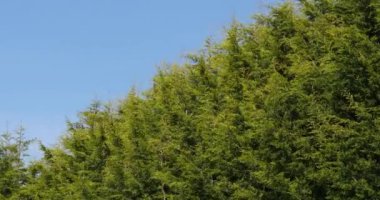 Leyland selvi, cuprocyparis leylandii, Normandiya, gerçek zamanlı 4k