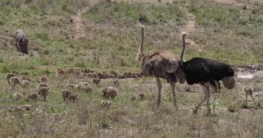 Devekuşları, struthio camelus, erkek, kadın ve Savannah, Kenya, gerçek zamanlı 4 k Nairobi milli parkta yürürken Chicks