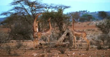 Gerenuk veya Waller'ın ceylan, litocranius walleri, Hind ayakları, yeme Acacias'ın kadın ayakta bırakır, Kenya, gerçek zamanlı 4k Samburu Park