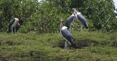 Marabut leylek, leptoptilos crumeniferus, Nairobi Park Kenya, gerçek zamanlı 4k