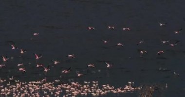 Uçuşta, Kenya, gerçek zamanlı 4 k görüntüleri Bogoria Gölündeki koloni küçük flamingolar, phoenicopterus minor, Grup