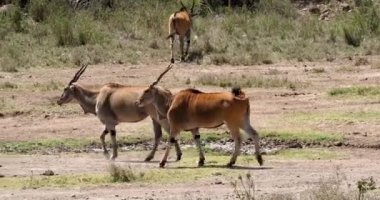 Cape Eland, taurotragus oryx, Kenya Nairobi Park, Masai Mara Park Kenya, gerçek zamanlı 4k