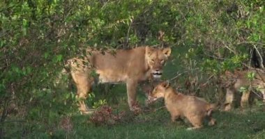 Afrika aslanı, savana ile yürüyüş erkek