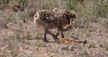 Devekuşları, struthio camelus, Savannah, Kenya, gerçek zamanlı 4 k Nairobi milli parkta yürürken Chicks