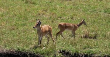 Güney veya ortak Reedbuck, redunca arundinum, erkek ve kadın, Masai Mara Park Kenya, gerçek zamanlı 4k