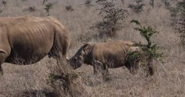 Beyaz Gergedan, ceratotherium simum, anne ve yavrusu, Nairobi Park Kenya, gerçek zamanlı 4k