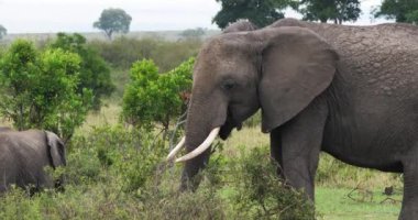 Afrika filleri, loxodonta africana, Masai Mara Park Kenya, gerçek zamanlı 4k