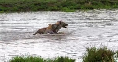 Sırtlanlar, crocuta crocuta, su, Kenya, gerçek zamanlı 4 k Masai Mara parkında oynayan yetişkin benekli