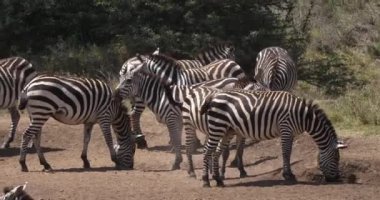 Bayağı Zebra, equus burchelli, su, Masai Mara Park Kenya, gerçek zamanlı girme Yetişkin