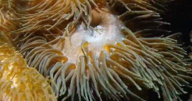 4 k deniz Anemone, gerçek zaman
