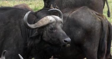 Afrika Buffalos, syncerus caffer, Ruminates yetişkin, Masai Mara Park Kenya, gerçek zamanlı 4k