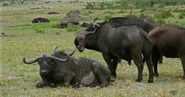 Afrika Buffalos, syncerus caffer, Masai Mara Park Kenya, gerçek zamanlı 4k