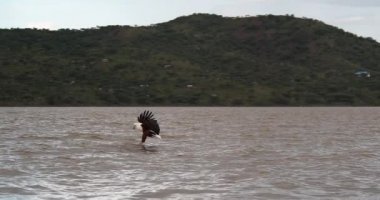 Afrika balık-Kartal, haliaeetus vocifer, Yetişkin uçuş, pençeleri Baringo Gölü, Kenya, yavaş hareket 4 k balıkçılık, Balık
